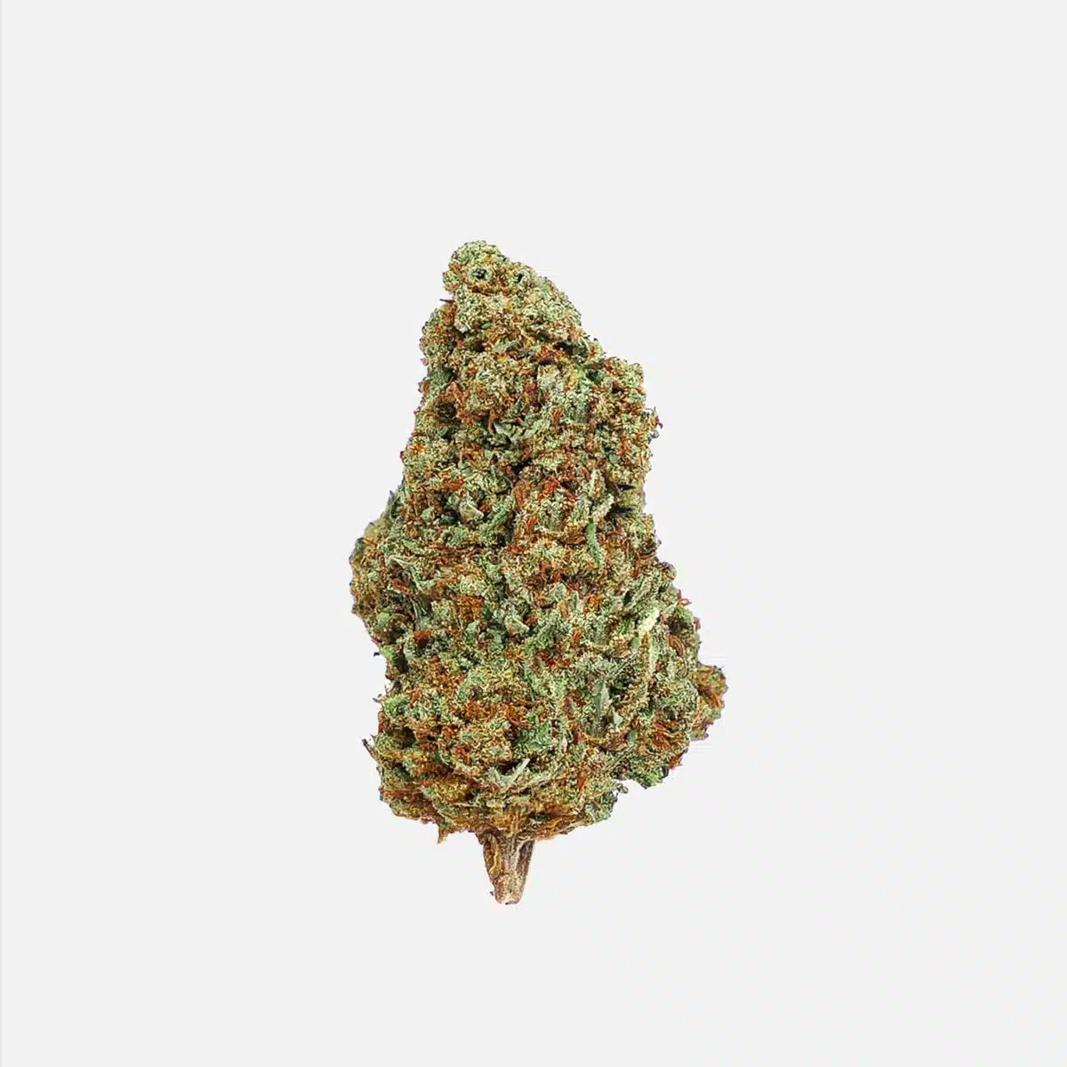 Chocolope 1 gr