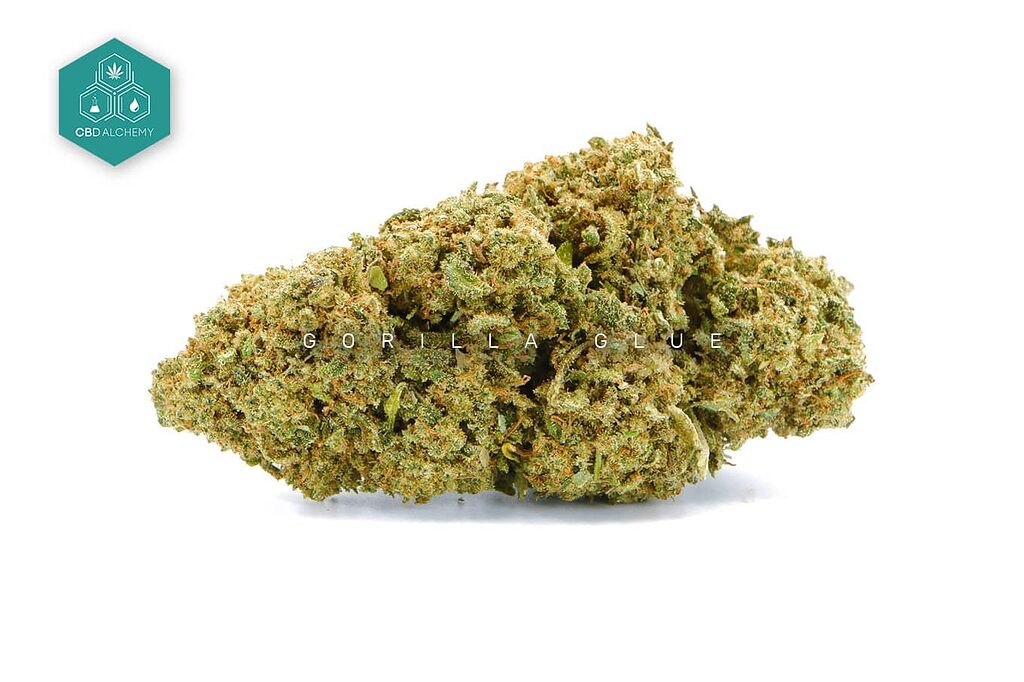 Gorilla glue 1 Gr