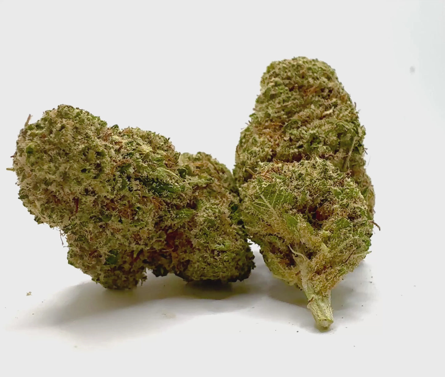 GMO 10 GR
